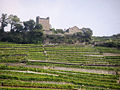 English: terraced vineyards in Switzerland Français : Vignoble en terrasse, Suisse