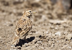 Lerchen: Merkmale, Gesang, Verbreitung und Lebensraum