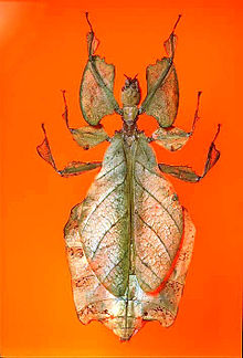 Pulchriphyllium giganteum in the permanent collection of The Children's Museum of Indianapolis The Childrens Museum of Indianapolis - Leaf insect.jpg