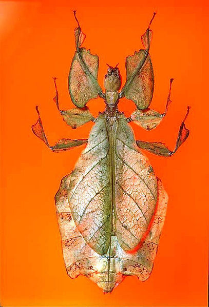 File:The Childrens Museum of Indianapolis - Leaf insect.jpg