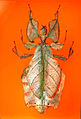 The Childrens Museum of Indianapolis - Leaf insect.jpg