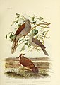 The birds of Australia (16677481288).jpg
