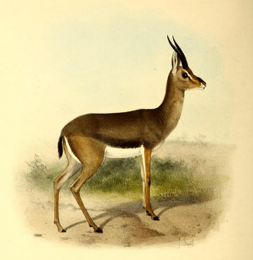 Gazella arabica