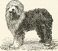 The dogs of Boytown (1918) (14775642573).jpg
