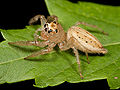 * Nomination Adult female Thiodina sylvana jumping spider found at Shelby Park in Nashville, Tennessee. Body length: 10.2 mm. By User:Kaldari --Lmbuga 23:44, 19 May 2012 (UTC) * Promotion Wonderful! --Florstein 08:21, 20 May 2012 (UTC)