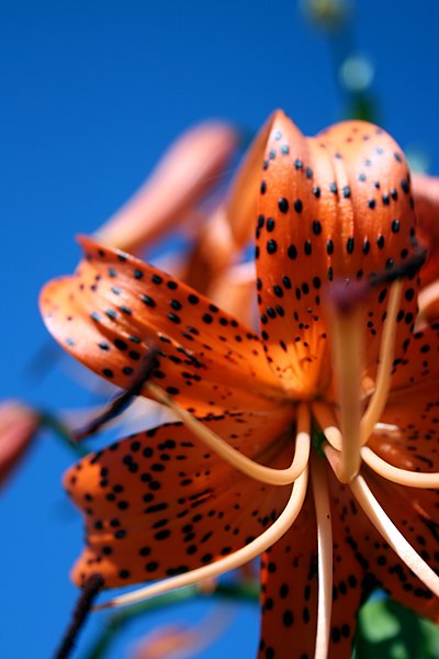 File:Tiger-lily.JPG