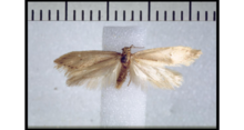 Tingena hastata holotype.png