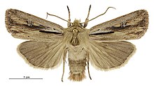 Tmetolophota propria male.jpg