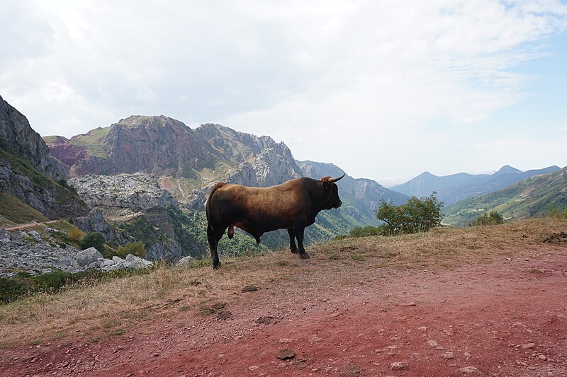 File:Toro en la ruta Lagos de Saliencia Parque Natural de Somiedo Asturias.jpg