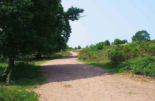 Track on Hartlebury Common, near Hartlebury, Worcs - geograph.org.uk - 3638504