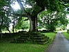 Pohon di Great Ormside dengan pengaturan tempat duduk - geograph.org.inggris - 901409.jpg