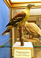 Treron pompadora - Swedish Museum of Natural History - Stockholm, Sweden - DSC00621.JPG