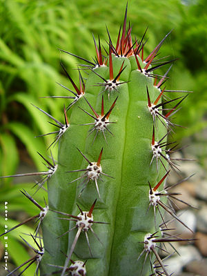 Trichocereus glaucus SS007 (429791996) .jpg