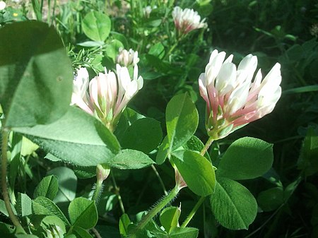 Trifolium clypeatum.jpg