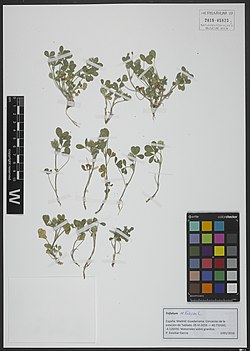 Trifolium retusum L. 1851018686.jpg