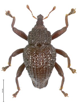 Долгоносик Trigonopterus halimunensis