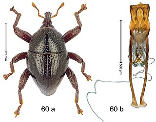 <i>Trigonopterus palopensis</i> Species of beetle