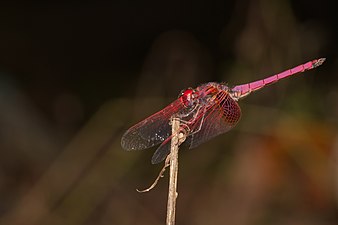 Crimson Marsh Glider Trithemis aurora male