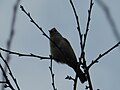 Thumbnail for File:Tufted Titmouse on a tree.jpg