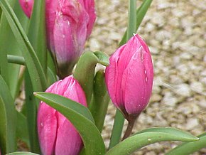 Beschreibung des Bildes Tulipa pulchella0.jpg.