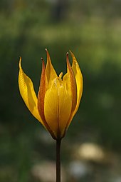 Une fleur aux pétales jaune orangé