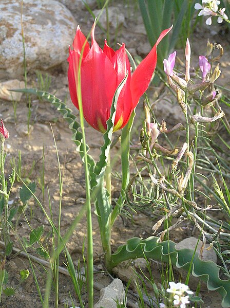 File:Tulipa systola1.JPG