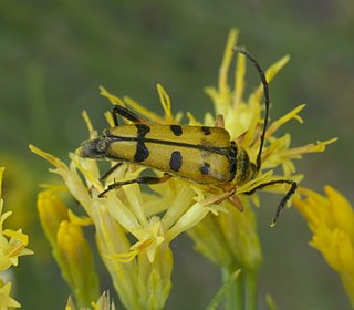 <i>Typocerus balteatus</i> Species of beetle