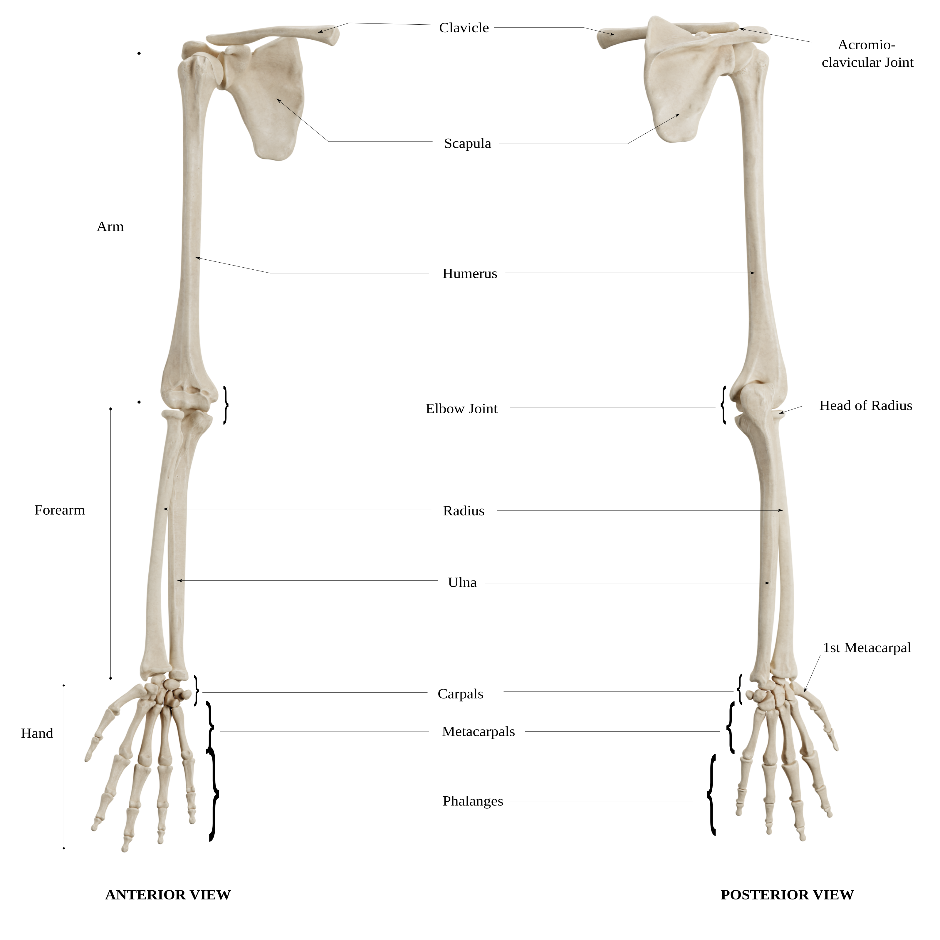 bones of the hand unlabeled