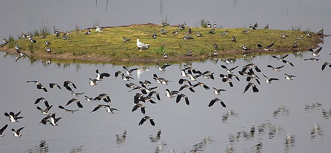 Group of Lapwings in the wetland Urdaibai Bird Center 10 avefrias.jpg