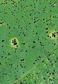 Uromyces appendiculatus var. appendiculatus telia at Phaseolus coccineus (1) cropped.jpg