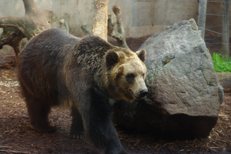 File:Ussuri Brown Bear Hokkaido 2008.png