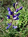 VICIA ONOBRYCHIOIDES - IB-418.JPG