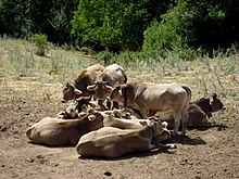 Bruna dels Pirineus cows near Bescaran in the comarca of Baixa Cerdanya Vaca bruna del Pirineo en Bescaran.JPG