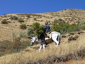 Cheval gris monté par un homme âgé transportant des branches dans la montagne.
