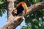 Edmonton Valley Zoo Red panda