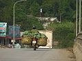 Zoom in on a motorcyclist with a load of cabbages