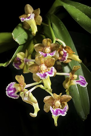 <i>Vanda flabellata</i> Species of orchid