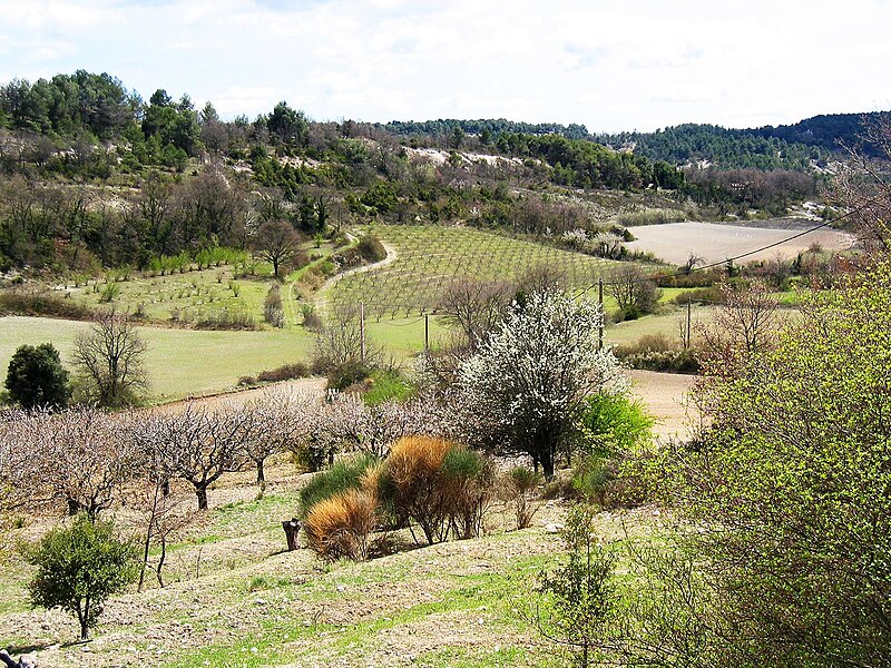 File:Venasque Vignes et cerisiers.JPG