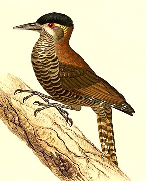 Descripción de la imagen Veniliornis nigriceps 1847.jpg.