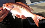 Thumbnail for File:Vermilion snapper.jpg