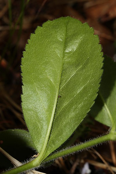 File:Veronica officinalis 1548.JPG