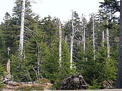 View from the Goetheweg at Brockenbahn 02.jpg 78889204 6 558 20190601074156