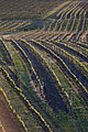 * Nomination View of vineyards from Slunečná observation tower in Velké Pavlovice, Břeclav District, South Moravian Region, Czechia --T.Bednarz 12:42, 22 May 2020 (UTC) * Promotion  Support Good quality. --King of Hearts 00:51, 23 May 2020 (UTC)