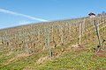 * Nomination Vineyard, Weingarten, Baden, Germany --Llez 06:00, 30 March 2021 (UTC) * Promotion  Support Good quality. --Ermell 07:54, 30 March 2021 (UTC)