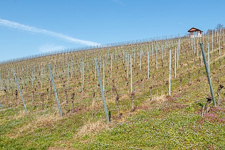 Vineyard Weingarten