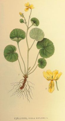 Viola biflora.jpg