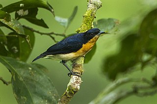 <span class="mw-page-title-main">Violet-backed hyliota</span> Species of bird
