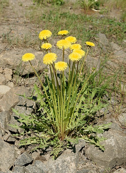 File:Voikukka (Taraxacum officinale).jpg