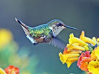 Hummingbird, Volcano Selasphorus flammula