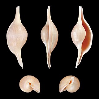 <i>Volva habei</i> Species of gastropod